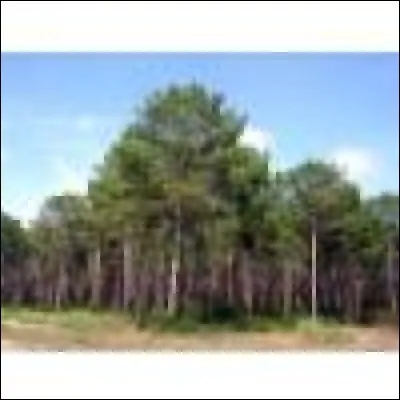 Quel est cet arbre originaire d'Europe et d'Afrique du Nord qui affectionne le littoral, peut atteindre 30 mètres de haut, utilisé pour la menuiserie, la charpente et la pâte à papier ?