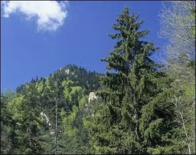 Quel est cet arbre aux cônes à port retombant utilisé en menuiserie, charpente et papeterie, originaire d'Europe, qui peut atteindre 30 mètres de haut et se couvre de boules et de guirlandes à Noël mais perd vite ses aiguilles ?