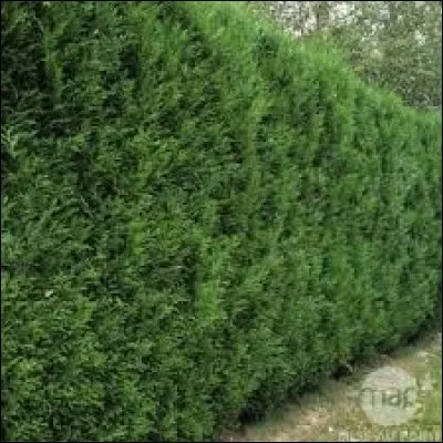 Quel est cet arbre au bois parfumé originaire d'Amérique du Nord qui peut atteindre 60 mètres de haut fréquent dans les jardins sous forme de haies ? Il sert aussi à fabriquer des tuiles de toiture, des bardages, des boiseries, des meubles légers et des tables d'harmonie de guitares.