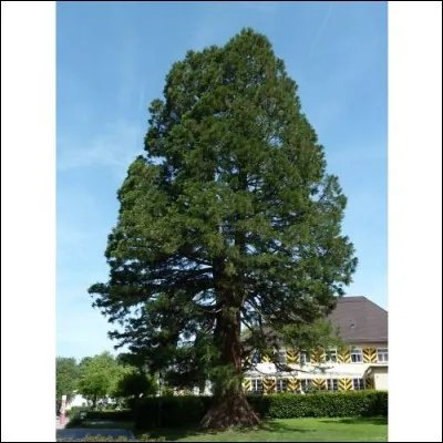 Quel est cet arbre originaire des États-Unis d'Amérique qui peut atteindre 115 mètres de haut et vivre 3000 ans ?
