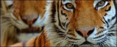 Quel animal est représenté sur le logo du WWF ?