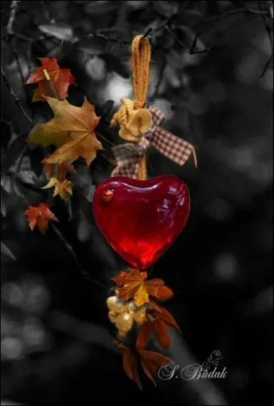 À qui sont les paroles " Pauvre chien perdu dans la ville, y a des abris pour toi mon vieux, on a la conscience tranquille, mais quand on regarde tes yeux, on a le cur gros" ?