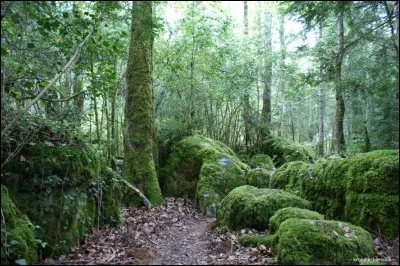 Quelle est la plus grande forêt de France ?