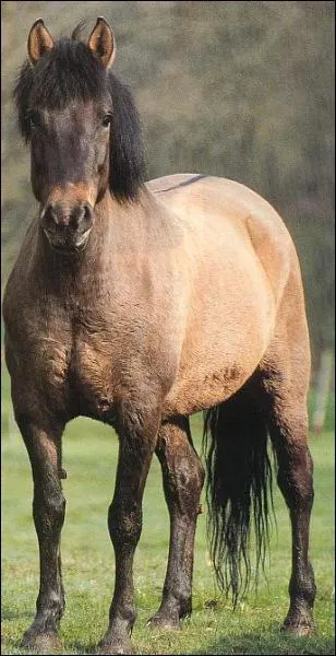 Ce cheval est t-il dans l'impulsion ?
