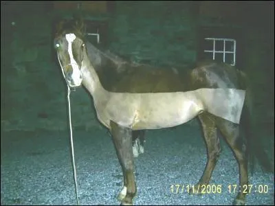 Pourquoi doit-on tondre un cheval en hiver ?