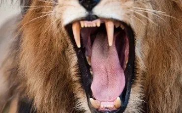 Quiz Lions
