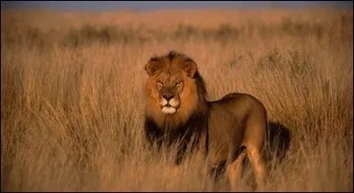 Qui est privil&eacute;gi&eacute; de manger en premier au repas ?