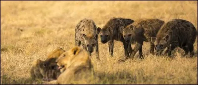 Quel est le pire ennemi du lion ?
