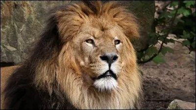 Chez les lions, c'est ... qui chasse.