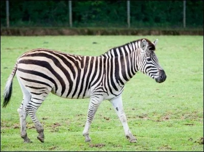 Les zèbres sont...