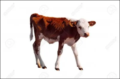 Le veau est le petit de...