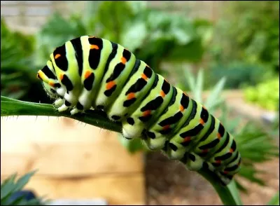 Le chenille forme...