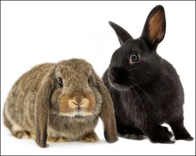 Est-ce vrai qu'il vendent aussi des lapins ?