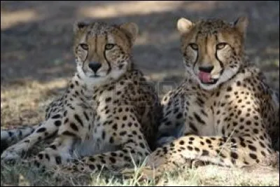 Qui a écrit le roman "Le Guépard" ?