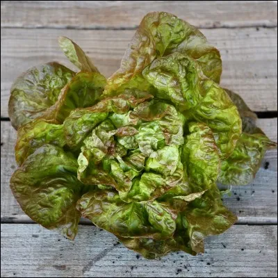 Ah, il ne faut pas oublier une salade : de la laitue de préférence.