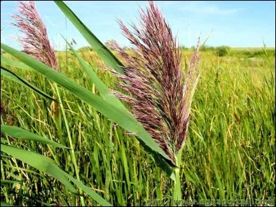 Sur quel support est peint le tableau "La Joconde" ?