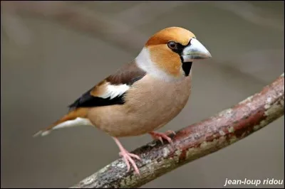 Au XIVe siècle, plus de 150 villes formait la Hanse : quelle était sa capitale ?