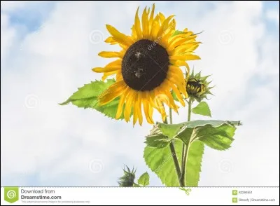 Francisco Goya, Marcel Dassault et Somerset Maugham avait un point commun : lequel ?