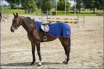 Parmi ces chevaux, lequel est originaire de l'Ariège ?