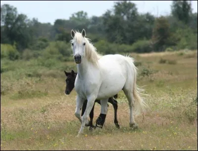 Quelle et se cheval blanc comme la neige ?