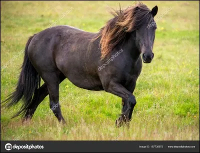 Quelle est se cheval noir ?