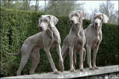 Que sont ces chien de chasse gris ?