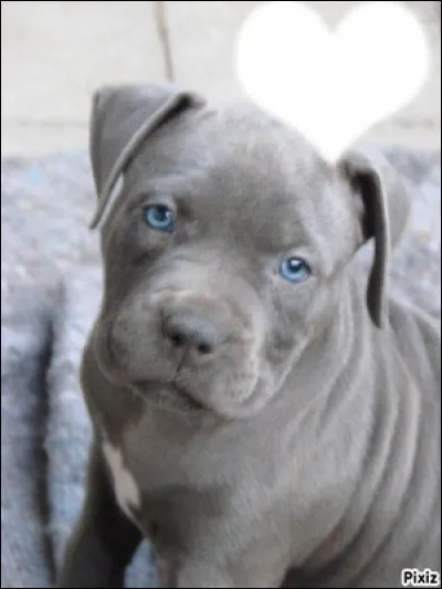 A ton avis quelle et se chiot gris ?