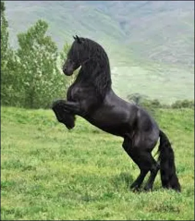 Quelle est cette race de cheval ?