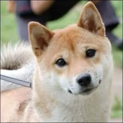 Quelle est cette race de chien ?