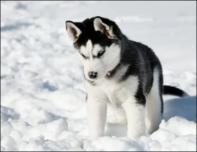 Quel est ce chien blanc et gris qui joue dans la neige?