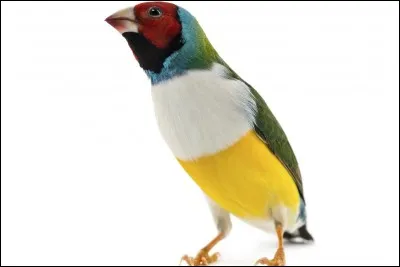 (Shrek 1) Le soleil se lève et Fiona se réveille quand tout à coup elle se met à chanter. Un oiseau l'a accompagnée au chant et...