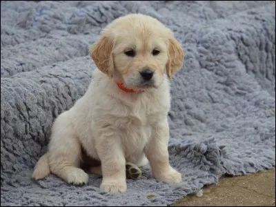 Qui donne un chiot (Shrek 2) à Fiona ?