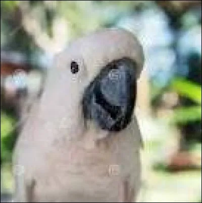 _____ ! J'_____ un perroquet blanc !