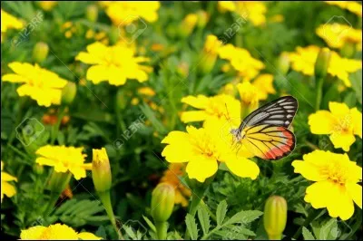 Ce papillon ____ autour des fleurs et vérifie l'état de leurs pétales. Il ___ est donné la _____.