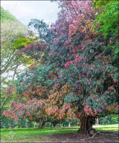 J'_____ les arbres. Nous leur devons la ____.