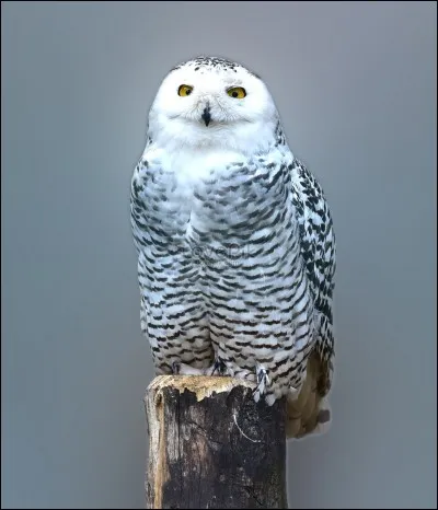 Lors d'une soirée, Lloyd tue accidentellement une espèce rare de chouette des neiges. Quelle est l'arme du crime ?