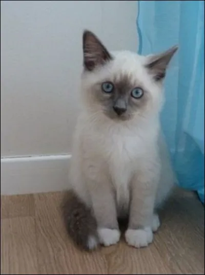 Combien de chats de la famille d'Etoile Bleue ont p&eacute;ri ?