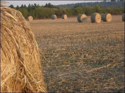 Voici une photographie d'un champ de Saint-Flavy. Que récolte-t-on sur cette image ?