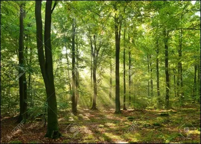 Trouvez le nombre d'hectares de forêt contenus dans ce département.