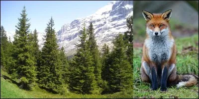 Animaux, insolite !
Pendant la période de Noël, on note de nombreux vols de sapin ! Souvent, ces sapins ne sont pas destinés à être vendus pour les fêtes ! Les producteurs ont trouvé un bon moyen de les protéger, en plus, ils indiquent, par panneaux, de l'utilisation de cette protection.
Quel est le moyen utilisé pour les protéger ?