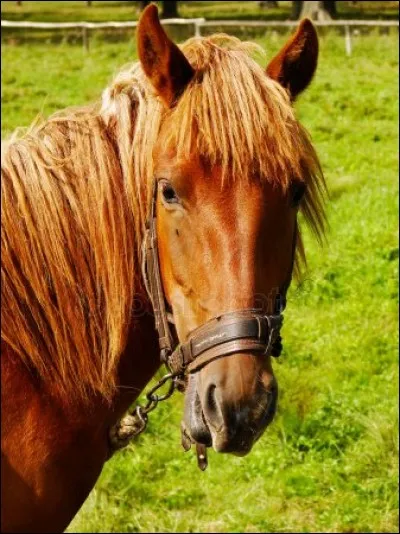 Quelle est la mèche sur sa tête ?