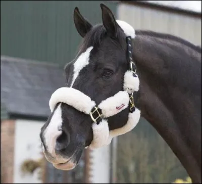 Quel est l'objet qui entoure sa tête ?