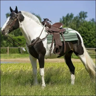 Quel est le nom de cette selle ?