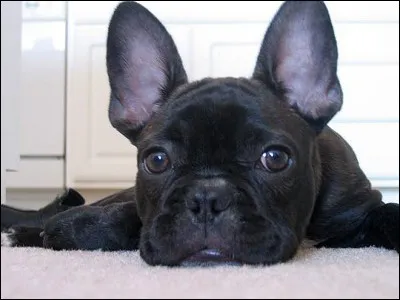 Si vous êtes superstitieux, que faut-il faire pour guérir d'une morsure de chien ?