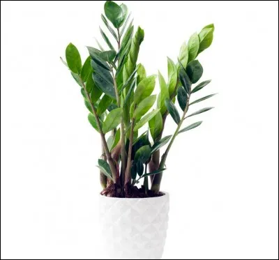 Comment s'appelle son ancienne plante ?