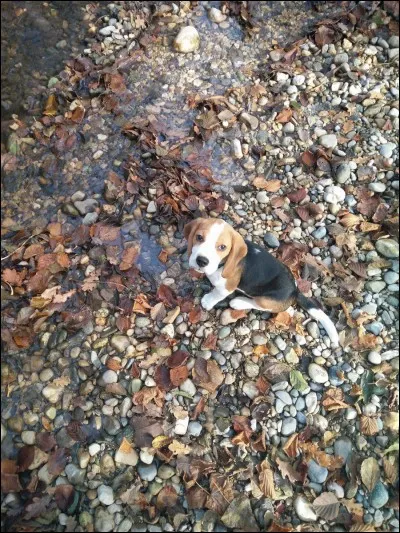 Comment s'appelait son chien ?