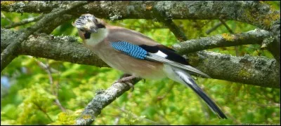 Le geai est un membre de la famille des corvidés.