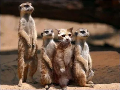 /Espagnol/ Parmi ces mots, trouvez l'intrus :