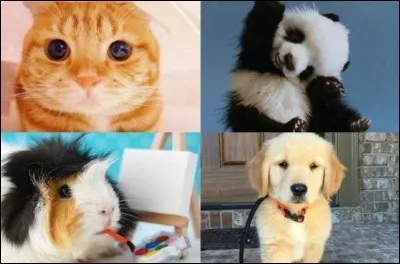 Quel animal choisis-tu ?