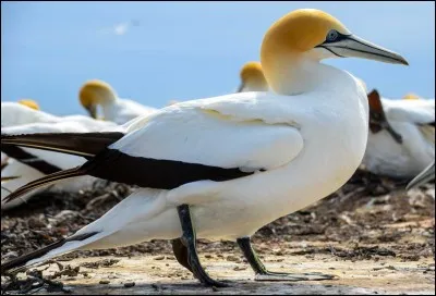 Si je vous dis « Fou volant », vous répondez :